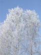 Trees in the hoarfrost