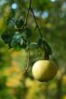 Green apple on branch