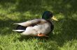Duck in a grass close-up