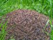 Big ant hill