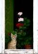 Red cat on window with geranium flowers