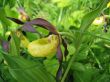 Alpine lady-slipper