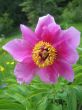 Alpine flower