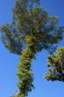 Mediterranena pine