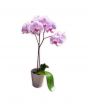 Orchid in vase