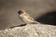 Passer montanus on a stone