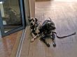 Pair of dalmatians