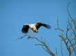 Stork