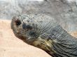 Tortoise Tom