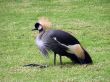 Gray Crown-Bearing Crane