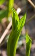 Leaf of a lily of the valley