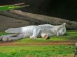 Sleeping tiger
