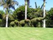 Family of elephants