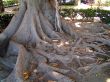 Tree roots