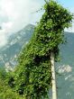 Ivy climbing on lamp