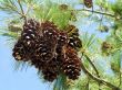 bouquet of pine cones