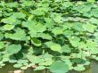 Lotus garden