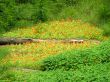 Log among flowers oif nasturtium