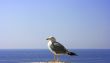 Seagull 2