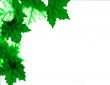 Green Leaves Design