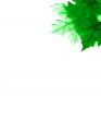 Green Leaves Design