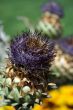 Thistle