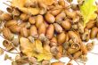 leaves with acorns