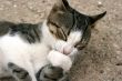 Cute cat