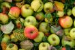 Colorful apples on grass in autumn