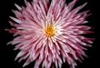 Spider Mum