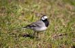 Wagtail