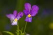 wild violets close up