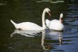 Pair swans