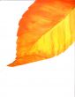 Autumn Leaves Orange Large Designs