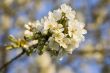 flowered tree