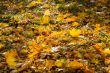 Autumn carpet