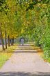 autumn alley