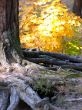 roots