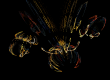 insect fractal