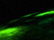 cosmic gas green