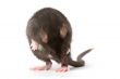 rat