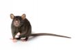rat
