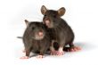 rats
