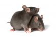 rats
