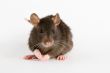 rat