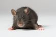 rat