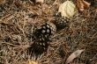 4 fur-tree apple in autumn needles