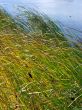 growing yellow and green reed