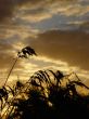 grass black silhouette with sunrise