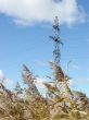 electric column with grass and sky